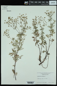 Potentilla argentea image