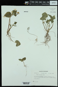 Viola pubescens var. scabriuscula image