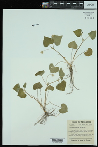 Viola pubescens var. scabriuscula image