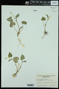 Viola pubescens var. scabriuscula image