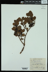 Phoradendron leucarpum subsp. leucarpum image