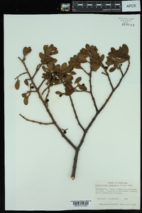 Phoradendron leucarpum subsp. leucarpum image