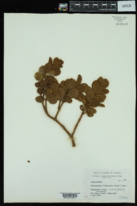 Phoradendron leucarpum subsp. leucarpum image