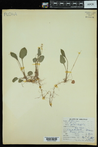 Viola primulifolia image