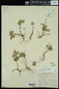 Viola pensylvanica image