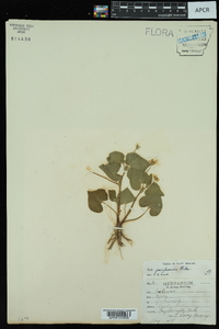 Viola pensylvanica image