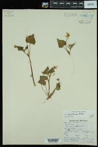 Viola pensylvanica image