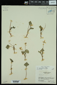 Viola pensylvanica image