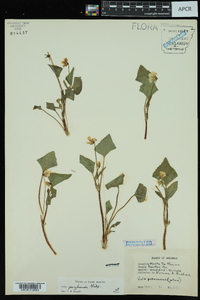 Viola pensylvanica image