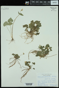 Viola pensylvanica image