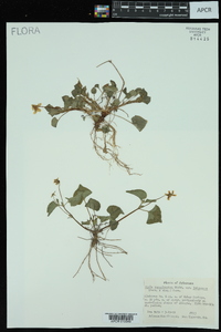 Viola pubescens var. scabriuscula image