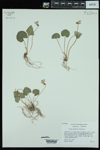 Viola hirsutula image