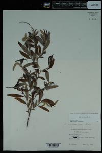 Salix caroliniana image