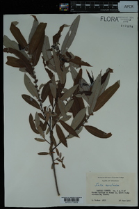 Salix caroliniana image