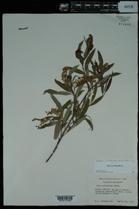 Salix caroliniana image