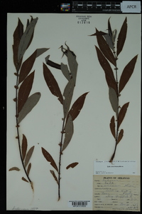 Salix caroliniana image