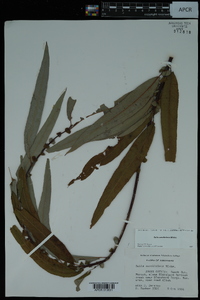 Salix caroliniana image