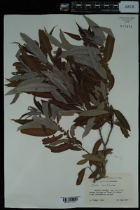 Salix caroliniana image