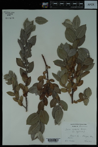 Salix cordata image