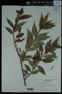 Salix lucida image