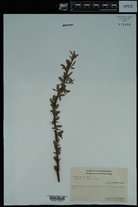 Salix rigida image