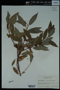 Salix rigida image