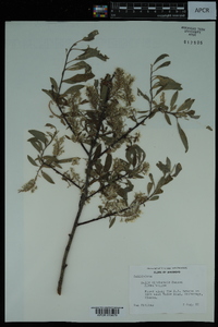 Salix sitchensis image