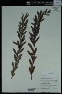 Salix tristis image