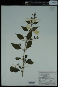 Mimulus alatus image