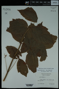 Acer negundo var. negundo image