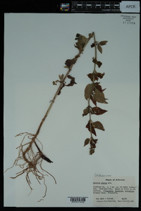 Mimulus alatus image