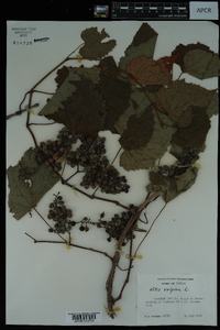 Vitis vulpina image