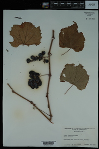 Vitis riparia image