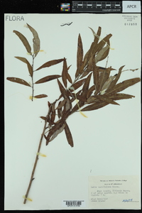 Salix caroliniana image