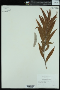 Salix caroliniana image