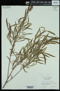 Salix interior image