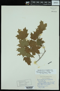 Acer saccharum var. leucoderme image