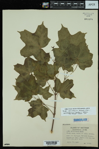 Acer saccharum var. leucoderme image