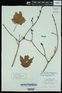 Acer saccharum var. leucoderme image