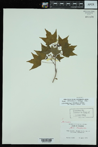 Acer saccharum var. leucoderme image