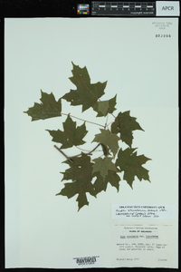 Acer saccharum var. leucoderme image