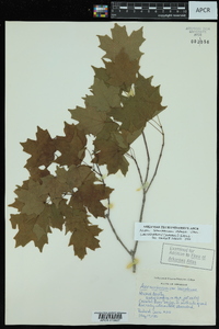 Acer saccharum var. leucoderme image