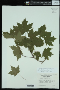 Acer saccharum var. leucoderme image