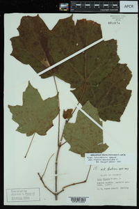 Acer nigrum image