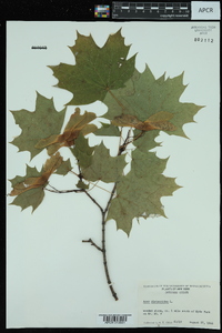 Acer platanoides image