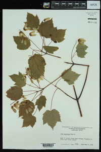 Acer spicatum image