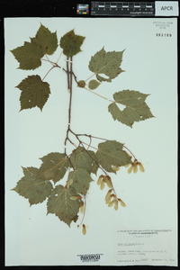 Acer spicatum image