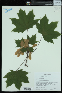 Acer platanoides image