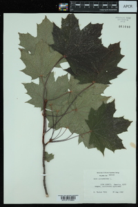 Acer platanoides image