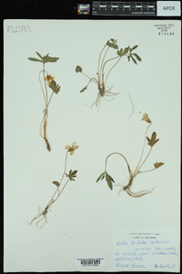 Viola triloba image